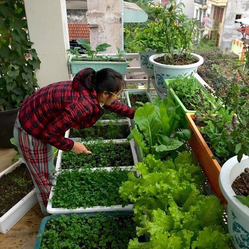 Đất Tribat, túi 5dm3, trồng cây cảnh, rau sạch, rau mầm hiệu quả