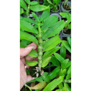 Hoa phong lan phi điệp lá mít gieo hạt
