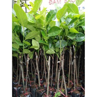Cây giống Mít Thái Ruột Đỏ