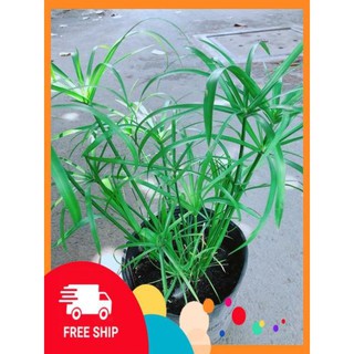 Cây Trúc Thuỷ