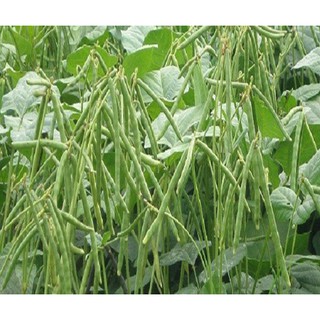 Hạt giống đậu xanh cao sản PN208 (100gam)