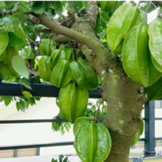 Cây giông khế (trồng chậu hoặc thùng xốp vẫn cho trái )