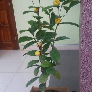 cây Trà hoa vàng