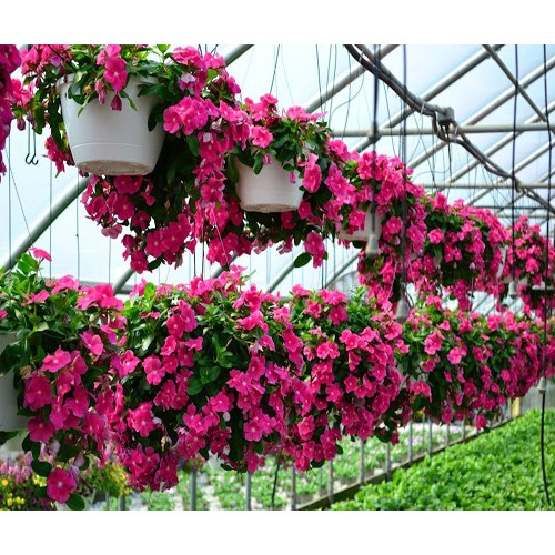 Hạt giống hoa dừa cạn rũ F1 - Vinca Pink F1