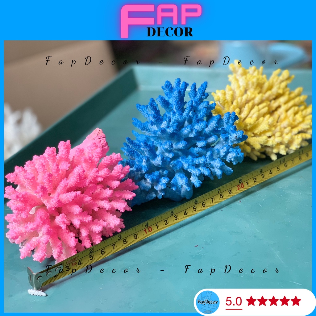 SAN HÔ BÔNG RẠN PHỐI LOANG MÀU, BÔNG RẠN PHỐI MÀU SIÊU ĐẸP DECOR THỦY SINH TRANG TRÍ NHÀ CỬA