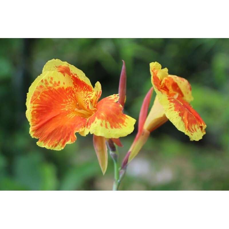 Cây chuối hoa thái nhiều màu