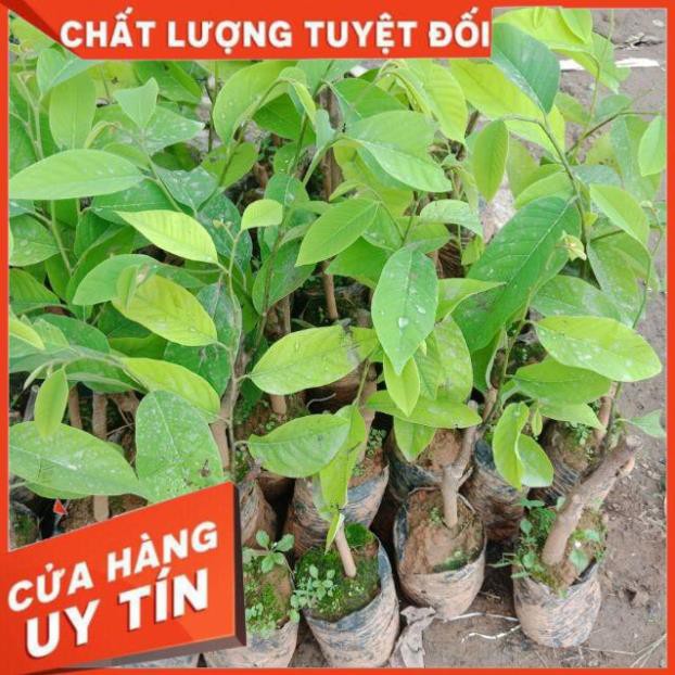 Cây Na Dứa Đài Loan