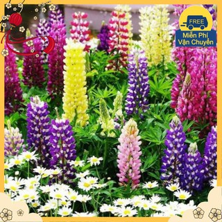 Hạt Giống Hoa Đậu Lupin Mix