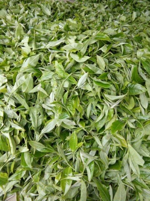 Trà / Chè Shan tuyết Hữu cơ Suối Giàng 200g