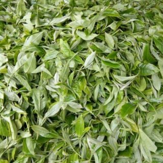 500 gram Chè Shan Tuyết Suối Giàng