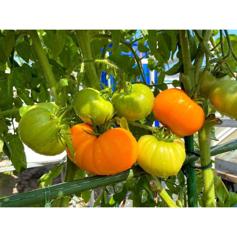 Hạt giống Cà chua cam đường F1