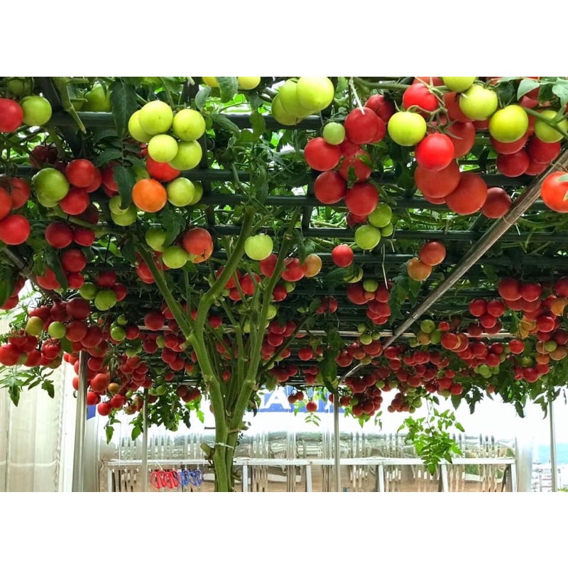 Hạt giống cà chua leo giàn bạch tuộc siêu quả F1