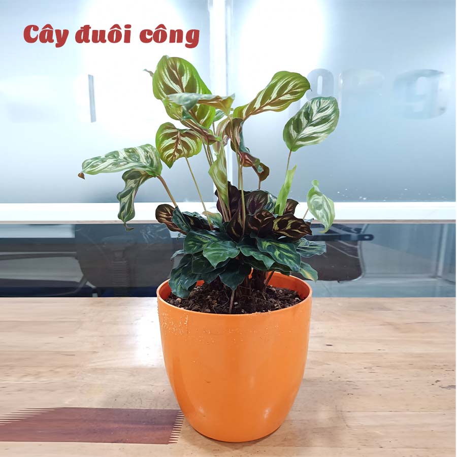 Chậu Trồng Cây Tự Dưỡng Tròn Bầu