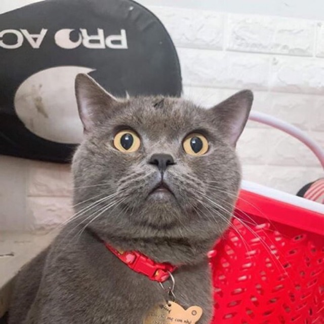 Vòng Cổ Chó Mèo - Không Bao Gồm Thẻ Tên giahuypetshop