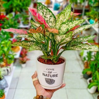 Cây NGỌC NGÂN - PHÚ QUÝ để bàn