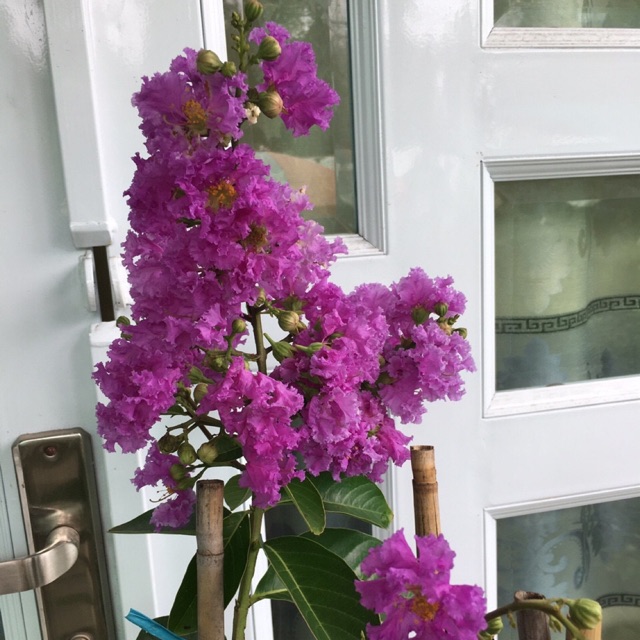 Cây hoa bằng lăng thái hoa to