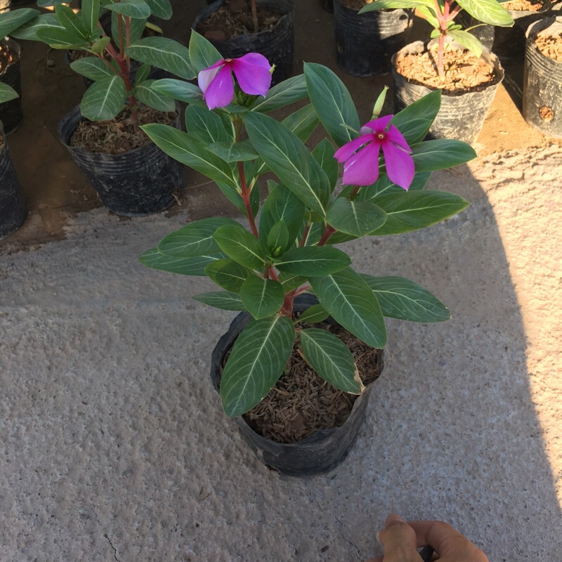 Hoa Dừa Cạn (Dừa Ta) cây phát triển quanh năm đã có hoa và nụ (Như Hình)