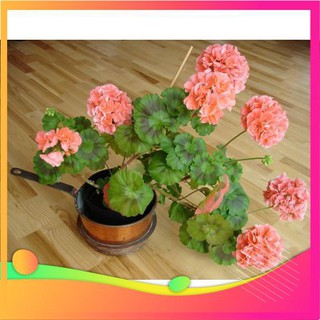 Hạt Giống Hoa Phong Lữ Thảo -10 Hạt [ Tặng bộ dụng cụ làm vườn Mini 3 món ] VIETGAR