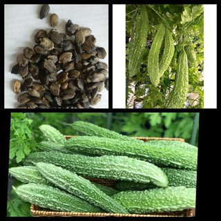 Gói 10 hạt giống mướp đắng nhật bản vỏ xanh đậm - Hạt giống khổ qua