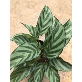 Chậu cứng Đuôi công xanh Freddie