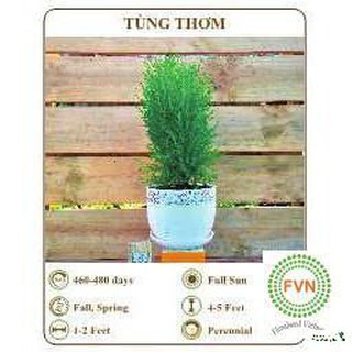 Hạt giống tùng thơm - the xanh luckyy.