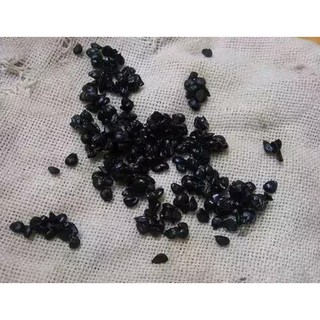 5GR - HẠT GIỐNG HẸ BÔNG