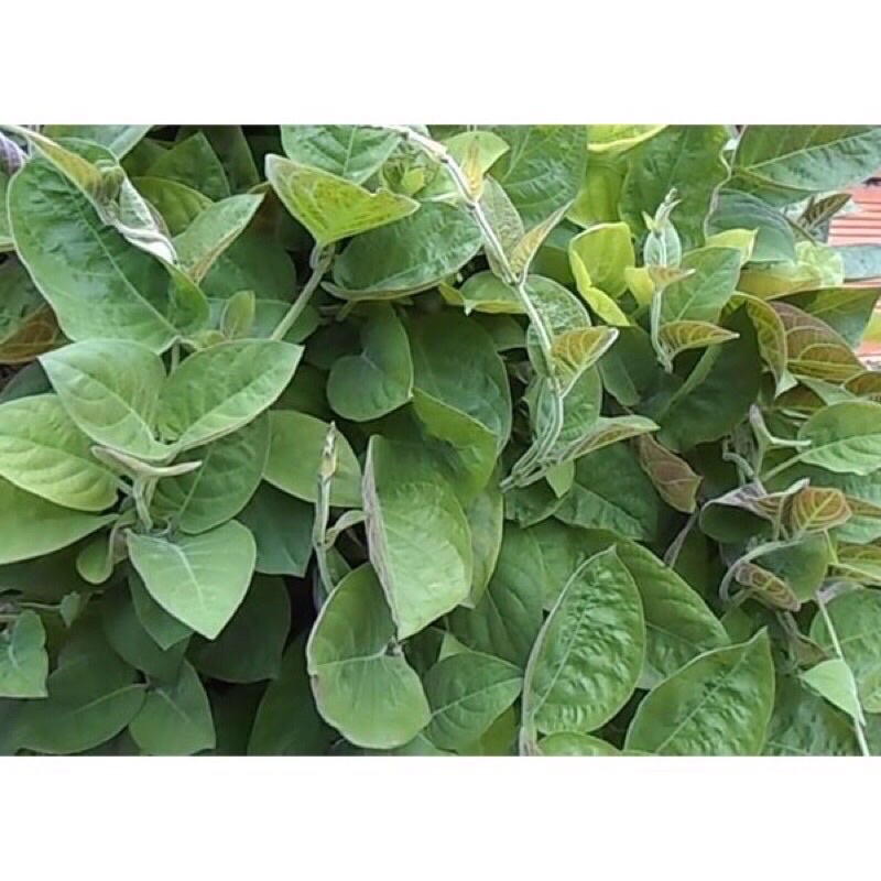 Cây giống lá mơ lông tím cây dễ sống ship nam Bắc đều được