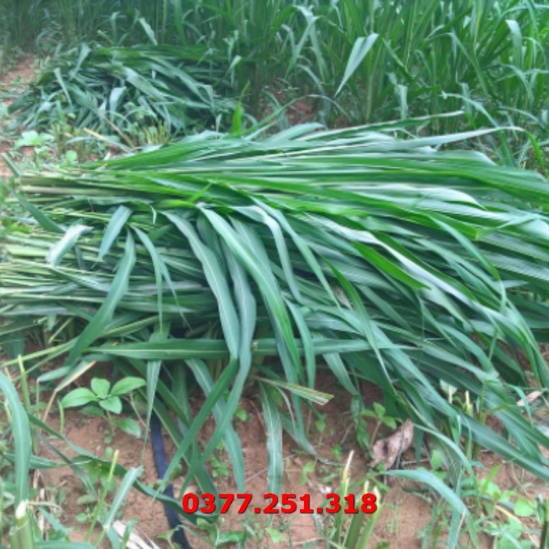 Hạt Giống Cỏ Voi Lai Không Lông Lá Mềm Năng Suất Cao Gói 500g - Cỏ Cao Lương, Cỏ Chăn Nuôi Trâu, Bò, Dê, Ngựa