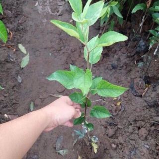 Cây táo đỏ lùn f1