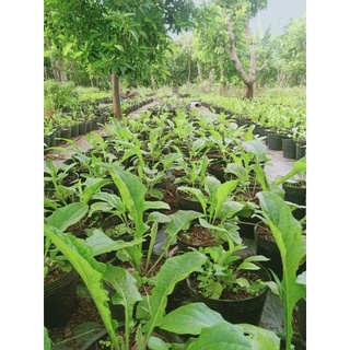 combo 4 cây hoa đồng tiền