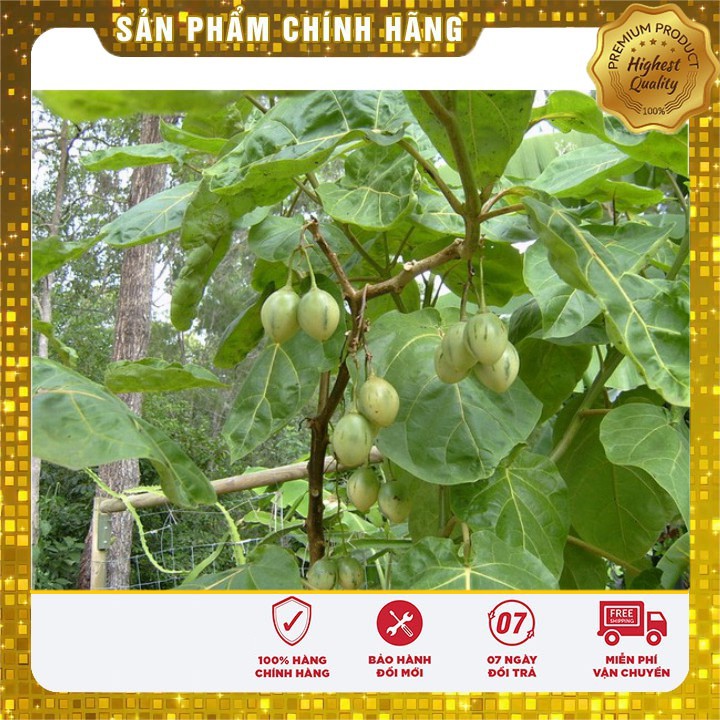 Hạt giống cà chua thân gỗ Tamarillo gói 04 hạt