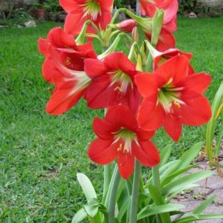 Củ hoa huệ đỏ cam, cây to ,gửi cây như hình 2