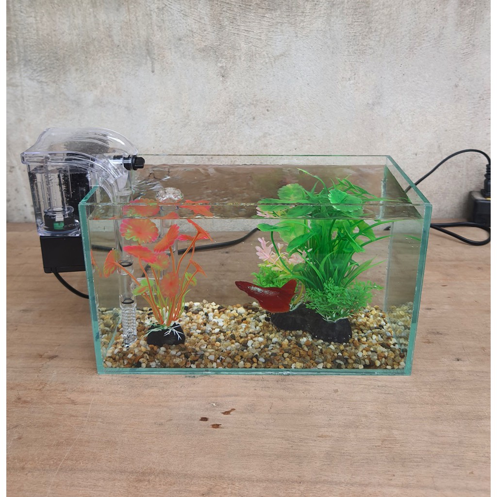 Bể cá mini 24 cm với 5 món