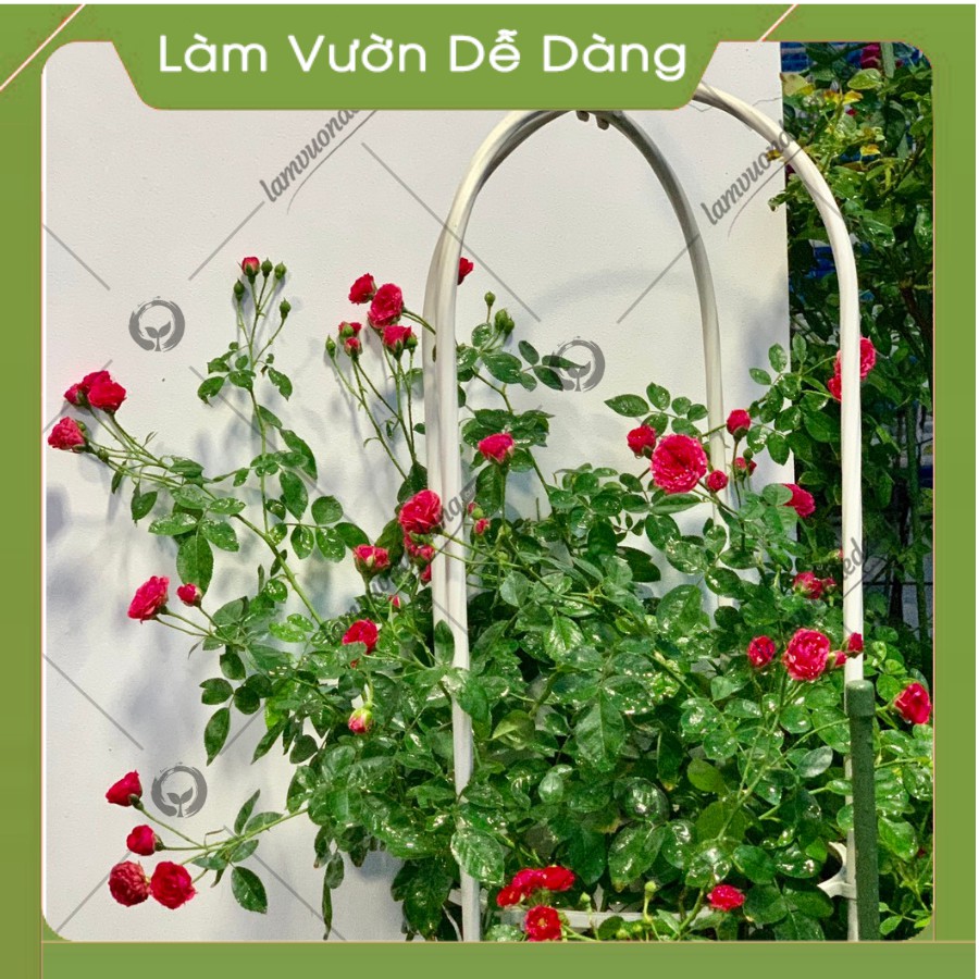 Khung Đỡ, Giá Đỡ Hoa Hồng Leo, KHUNG THÁP CHUÔNG 1.6m