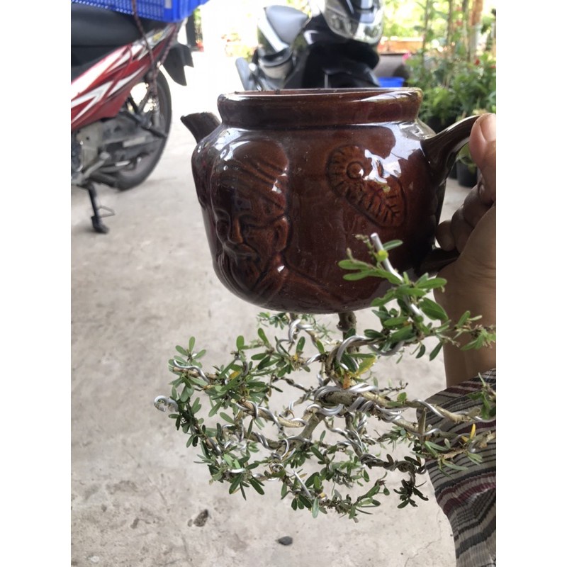Caykiengsadec - cây linh sam mini uốn sẵn+ tặng phân bón