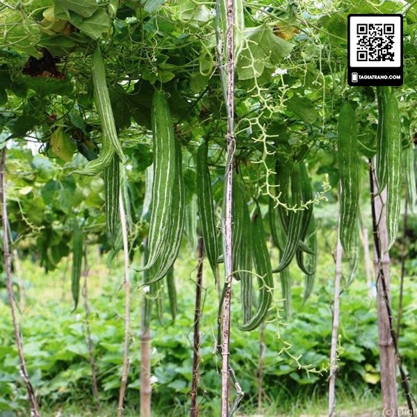 [Bán sỉ] - Hạt giống lặc lày (lặc lè - mướp nhật)