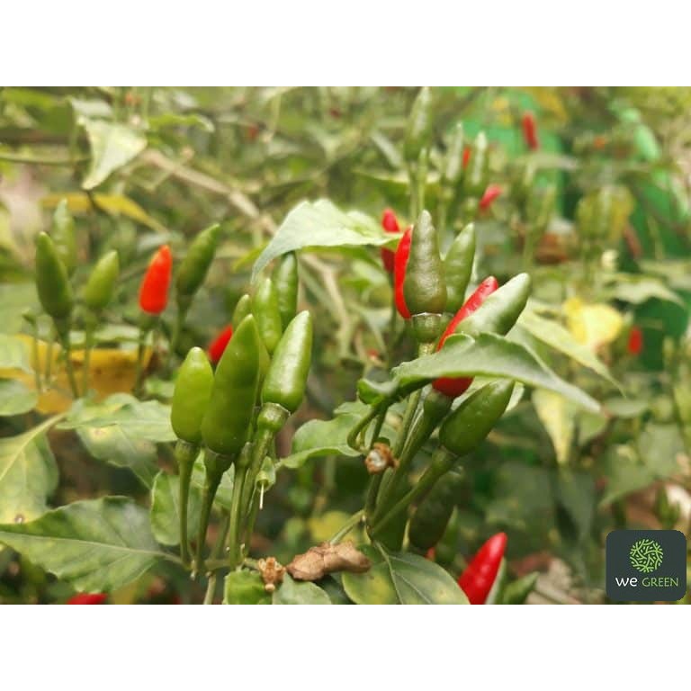 70-80 Hạt giống Ớt Xiêm Rừng thơm cay cực ngon