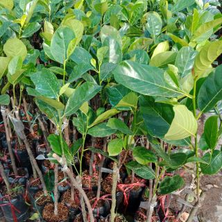 Mít  malaysia  trái  ruột  đỏ