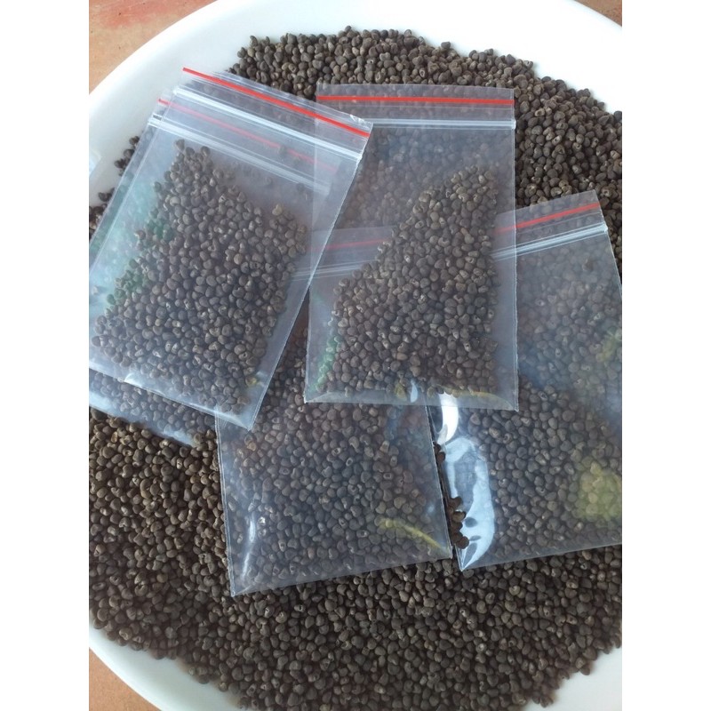 Hạt giống sâm bố chính