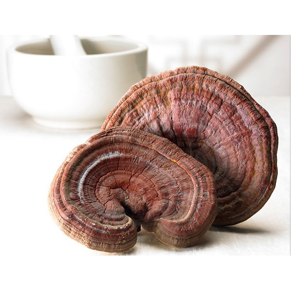 Nấm linh chi đỏ Hàn Quốc 1kg