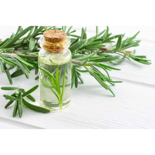 Hạt giống Cây Hương Thảo