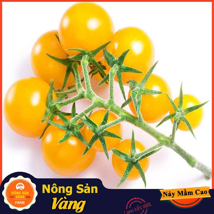 Hạt giống Cà Chua Bi Vàng Lùn ( Gói 0,1g ) - Nông Sản Vàng