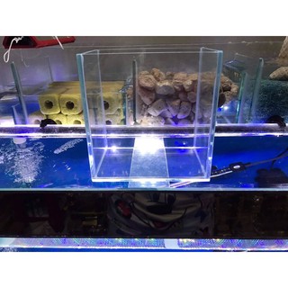 Hồ cá betta dán dấu keo