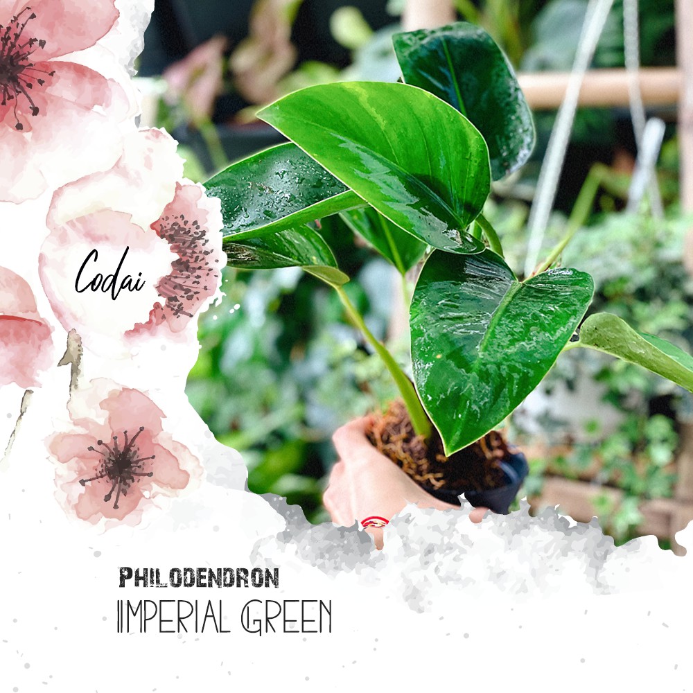 Cây Philodendron Imperial Green (Lục Đế, Trầu Bà Đại Đế Xanh) chậu nhựa