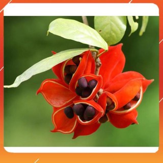 [BÁN CHẠY] CÂY SANG -Cây ĐẸP TỪ TÊN ĐẾN HÌNH DÁNG ĐẾN Ý NGHĨA