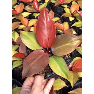 Philodendron Prince of Orange
