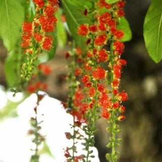 Cây 🌲 Lộc Vừng đỏ  cao 1m6 ( đang hoa)