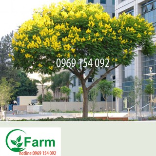 cây muồng hoàng yến