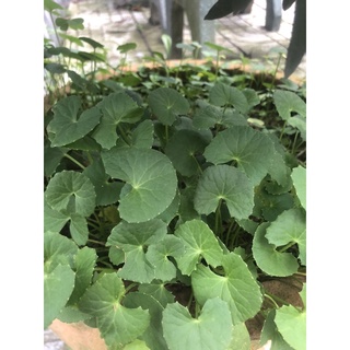 Chậu rau má