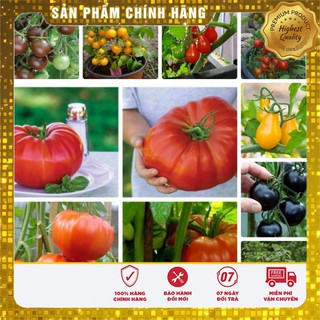 COMBO Trọn bộ 10 Loại hạt giống cà chua các loại